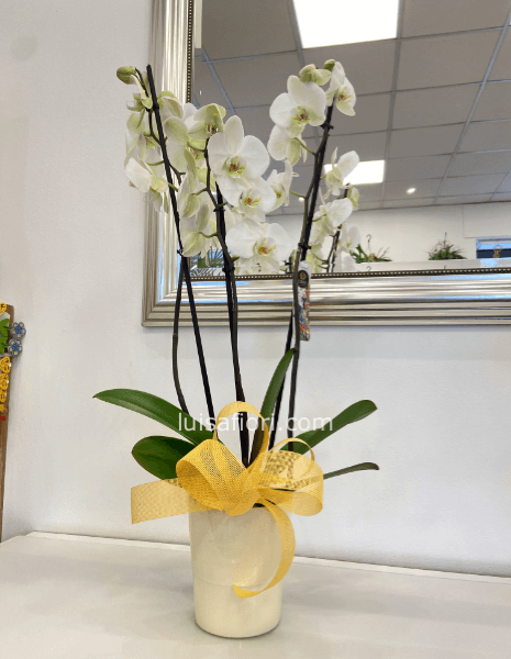 Pianta di phaleonopsis bianca