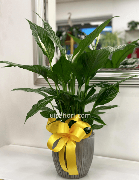 Pianta di Spathifillum fiorita con vaso in ceramica