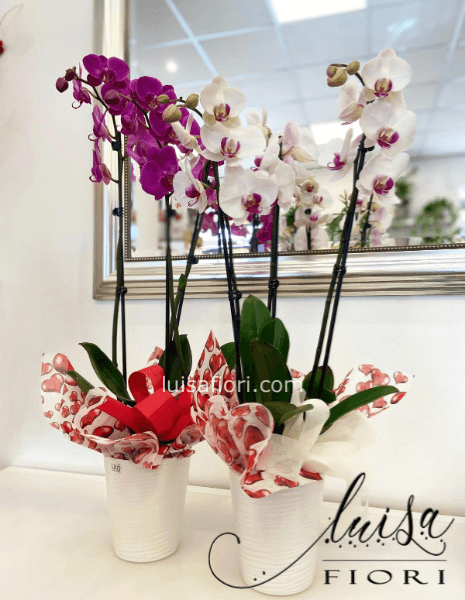 Pianta di Phaleonopsis, diversi colori a richiesta.