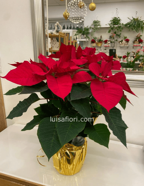 Stella di Natale in Vaso (media)